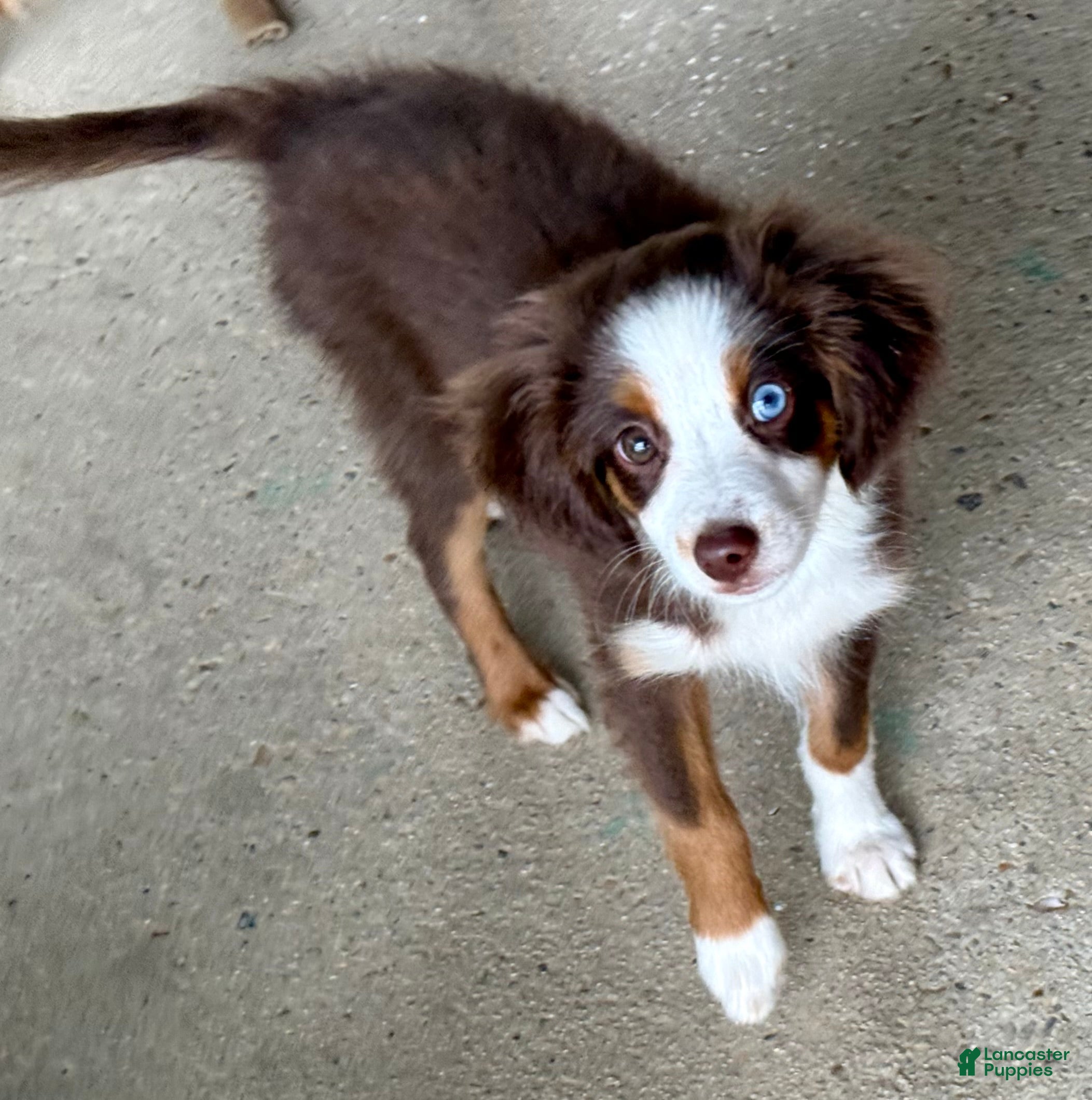 Toy Australian Shepherd dogs for sale: Texas - Ad 1