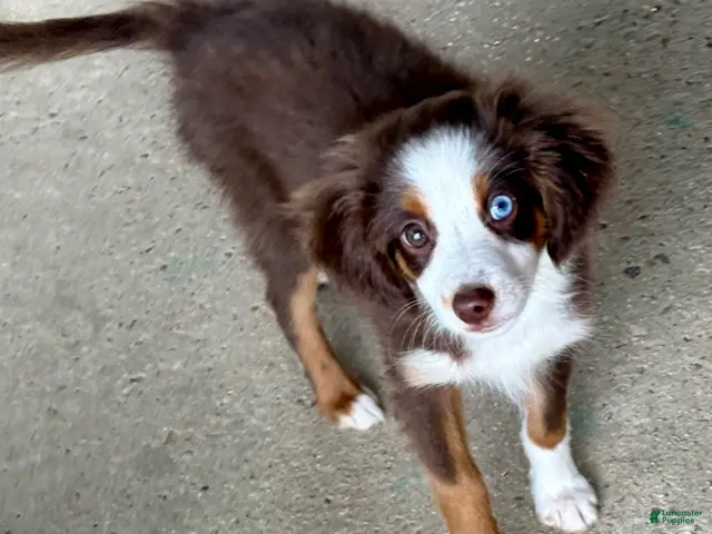 Toy Australian Shepherd dogs for sale: Texas - Ad 1
