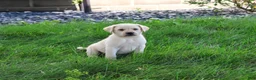 Labrador Retriever dogs for sale: Rosco - Ad 3