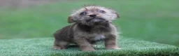 Mixed Breed dogs for sale: Male 3 - Ad 4