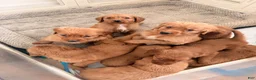 Golden Retriever dogs for sale: Golden Retriever Puppy 7 - Ad 3