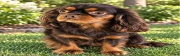Cavalier King Charles Spaniel dogs for sale: AKC Zoey - Ad 6