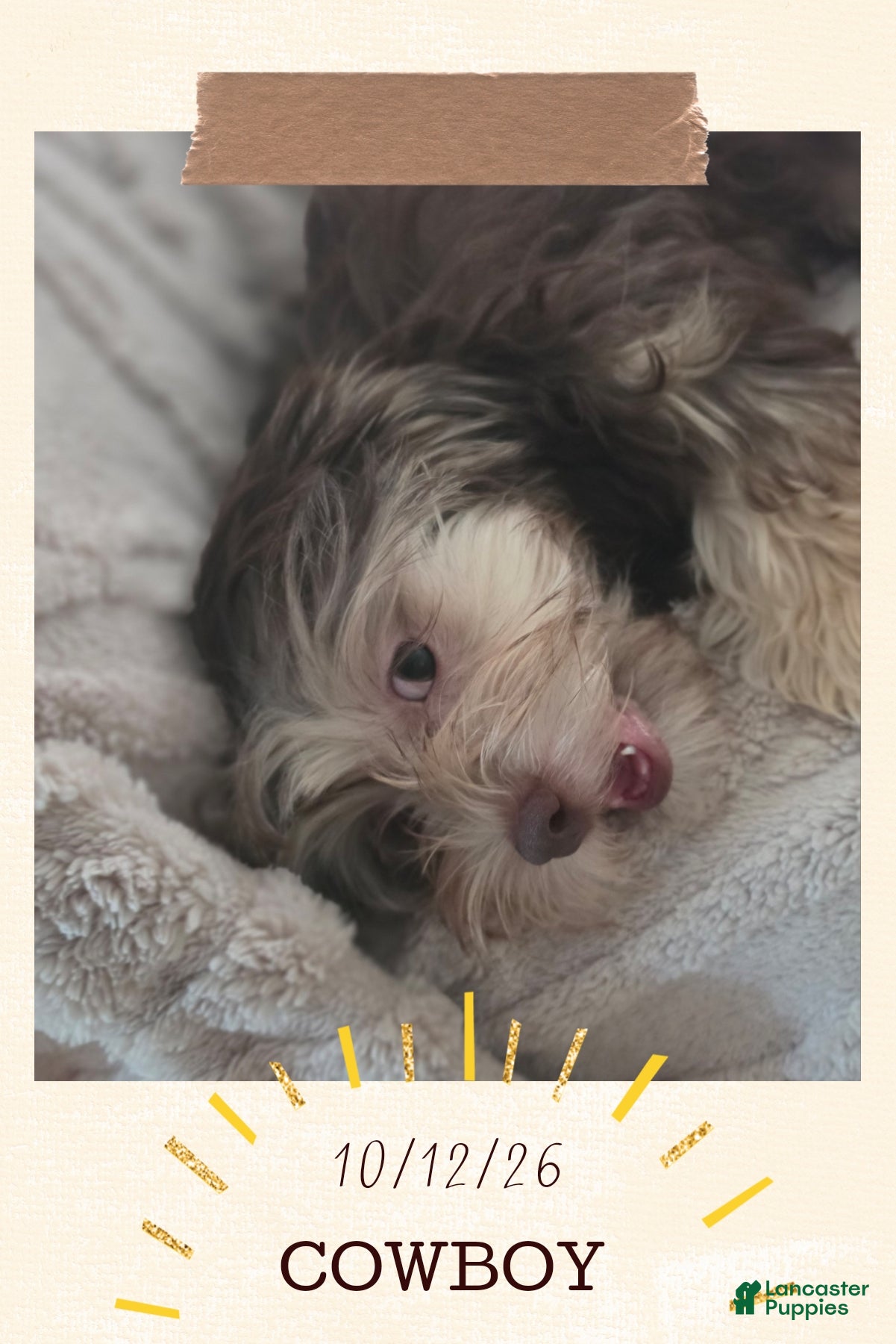 Shorkie dogs for sale: COWBOY  - Ad 1