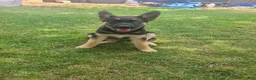 German Shepherd dogs for sale: Fuffy - Ad 2