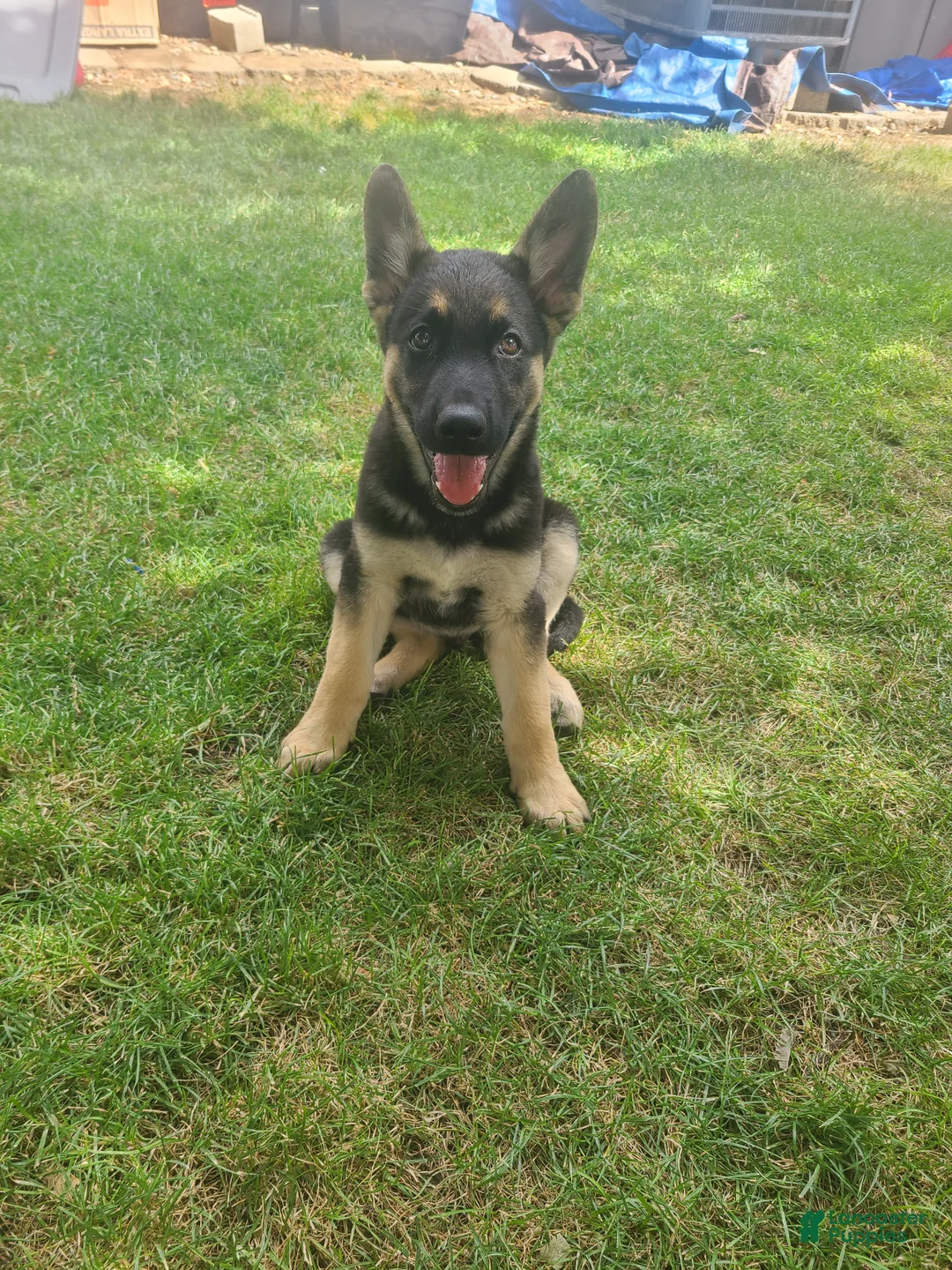 German Shepherd dogs for sale: Fuffy - Ad 2