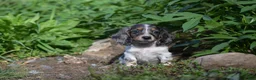 Miniature Dachshund dogs for sale: Molly - Ad 2