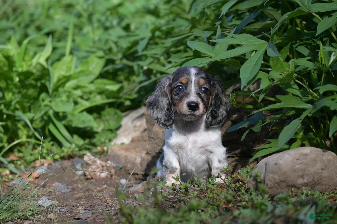 Miniature Dachshund dogs for sale: Molly - Ad 2