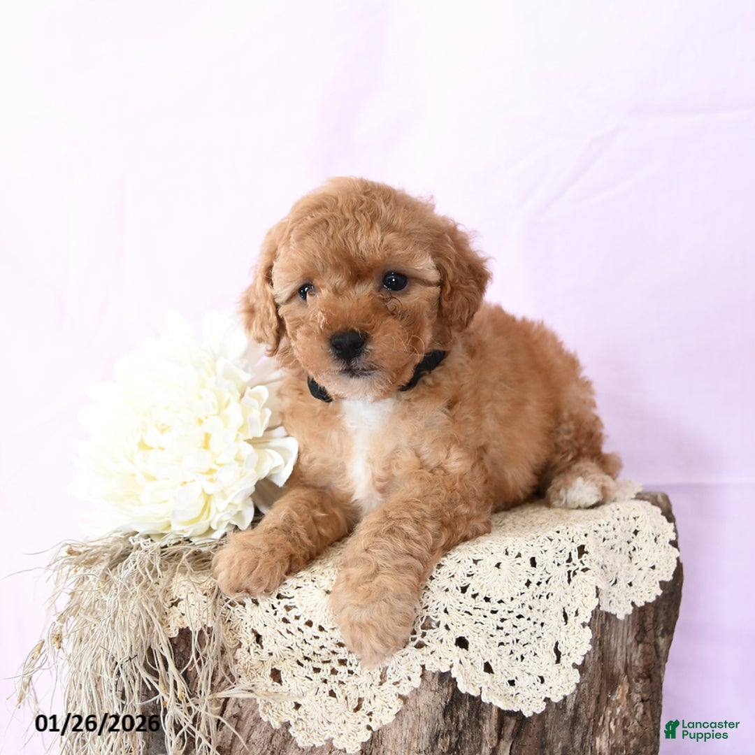 Shihpoo dogs for sale: Elliot - Ad 2