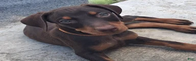 Doberman Pinscher Puppy 3