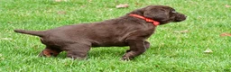 Labrador Retriever dogs for sale: Bingo - Ad 2