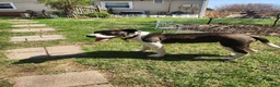 American Pit Bull Terrier dogs for sale: American Pit Bull Terrier 1 - Ad 2
