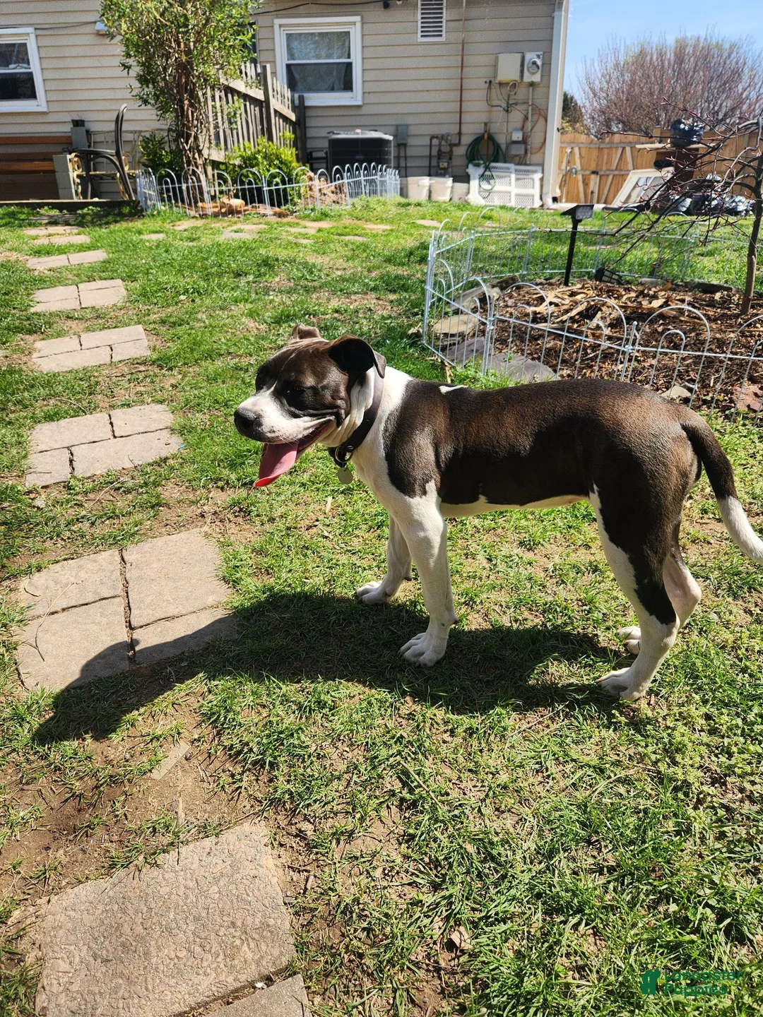 American Pit Bull Terrier dogs for sale: American Pit Bull Terrier 1 - Ad 2
