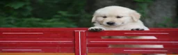 Golden Retriever dogs for sale: Golden Retriever 1 - Ad 6