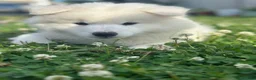 Samoyed dogs for sale: Samoyed 1 - Ad 2