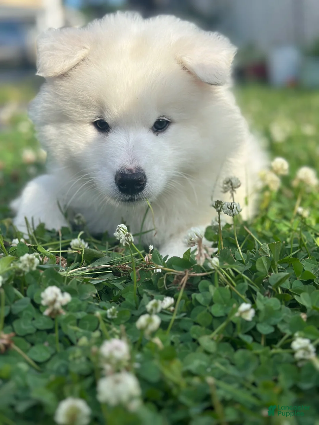 Samoyed dogs for sale: Samoyed 1 - Ad 2