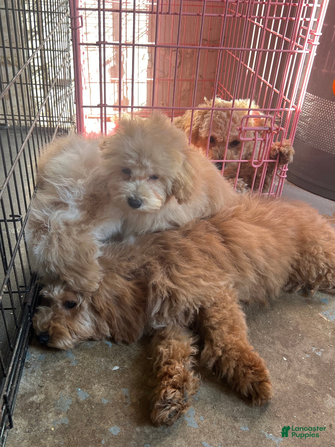 Mixed Breed dogs for sale: Raven - Ad 6
