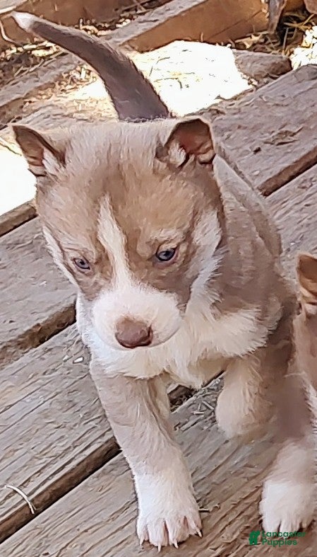 Siberian Husky dogs Siberian Husky Puppy 5 - Ad 7