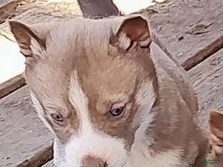 Siberian Husky dogs Siberian Husky Puppy 5 - Ad 7