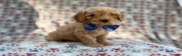 Cavapoo dogs for sale: Jax - Ad 7
