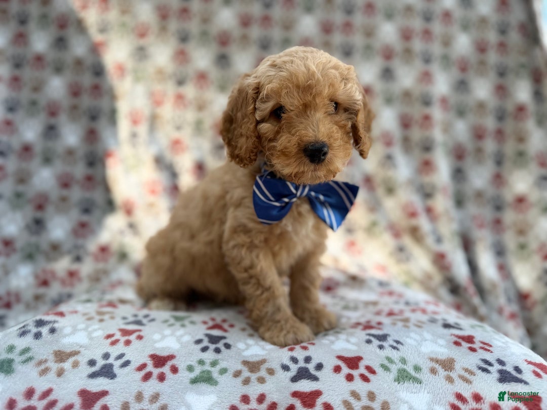 Cavapoo dogs for sale: Jax - Ad 7