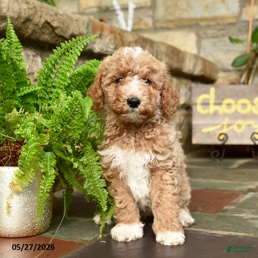 Mini Goldendoodle dogs for sale: Snickerdoodle - Ad 2