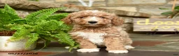 Mini Goldendoodle dogs for sale: Snickerdoodle - Ad 1
