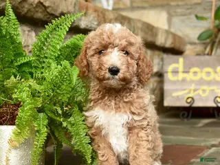Mini Goldendoodle dogs for sale: Snickerdoodle - Ad 2