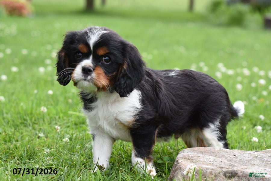Cavalier King Charles Spaniel dogs Devin - Ad 2