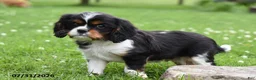 Cavalier King Charles Spaniel dogs for sale: Devin - Ad 2