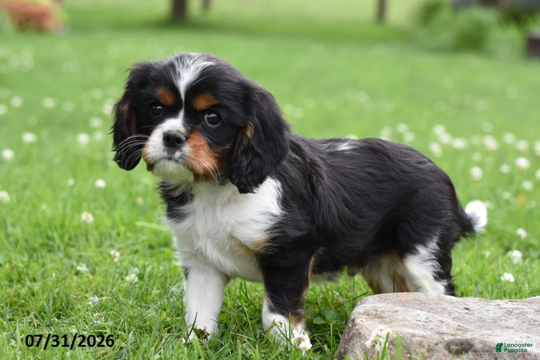Cavalier King Charles Spaniel dogs for sale: Devin - Ad 2