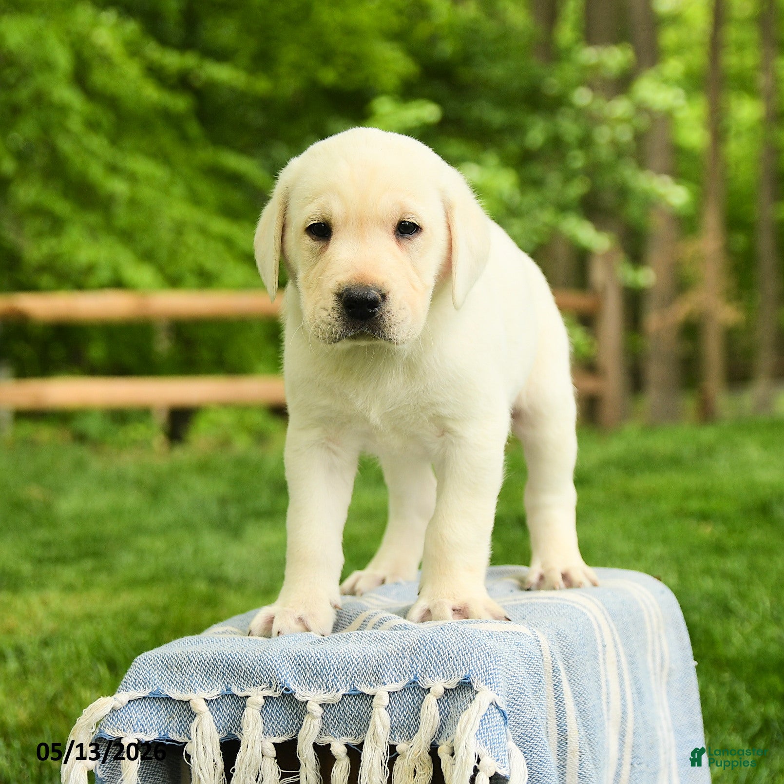 Labrador Retriever dogs Shamus - Ad 1