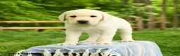 Labrador Retriever dogs for sale: Shamus - Ad 1