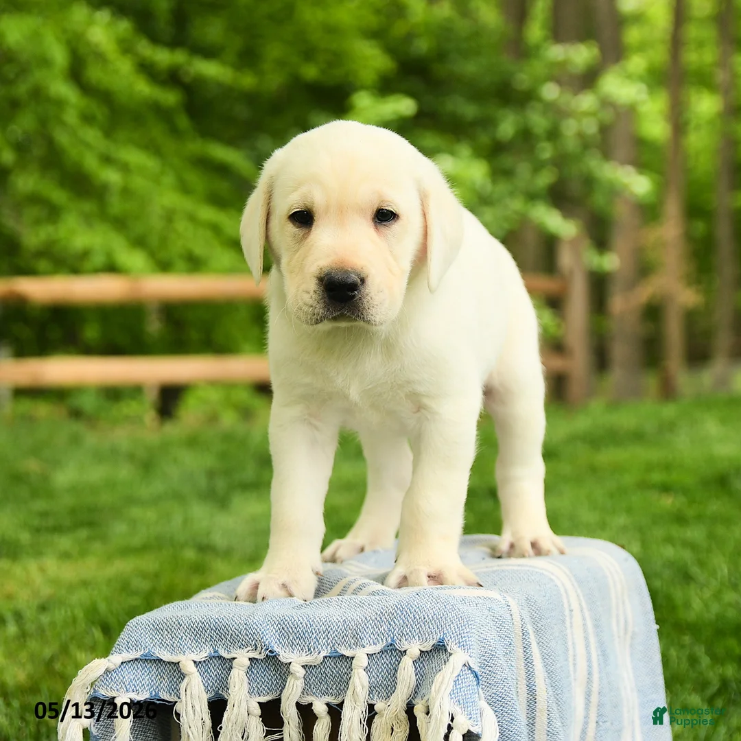Labrador Retriever dogs for sale: Shamus - Ad 1