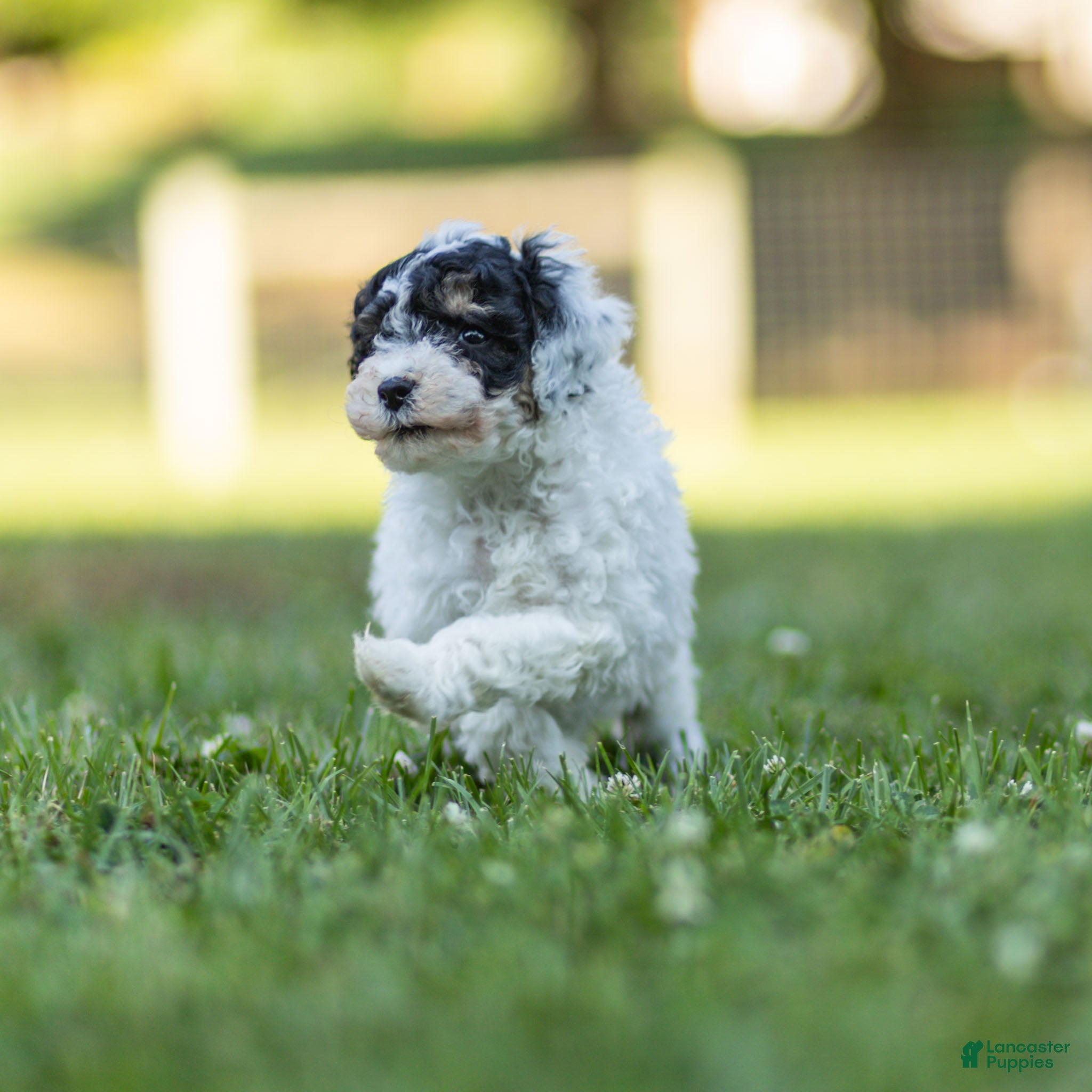 Miniature Poodle dogs Spike Miniature Poodle  - Ad 2