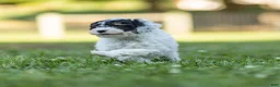 Miniature Poodle dogs for sale: Spike Miniature Poodle  - Ad 6
