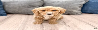 Klark