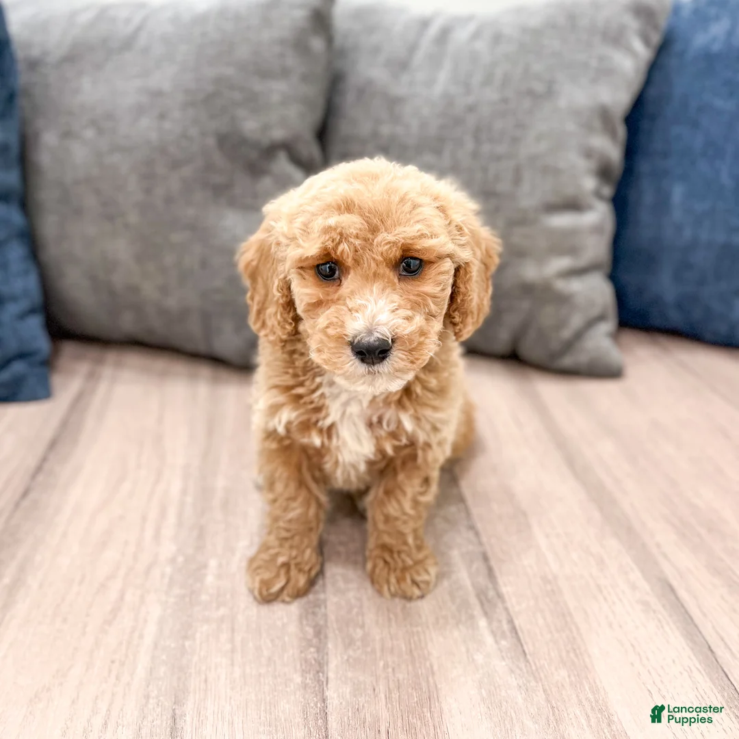 Miniature Labradoodle dogs for sale: Klark - Ad 1
