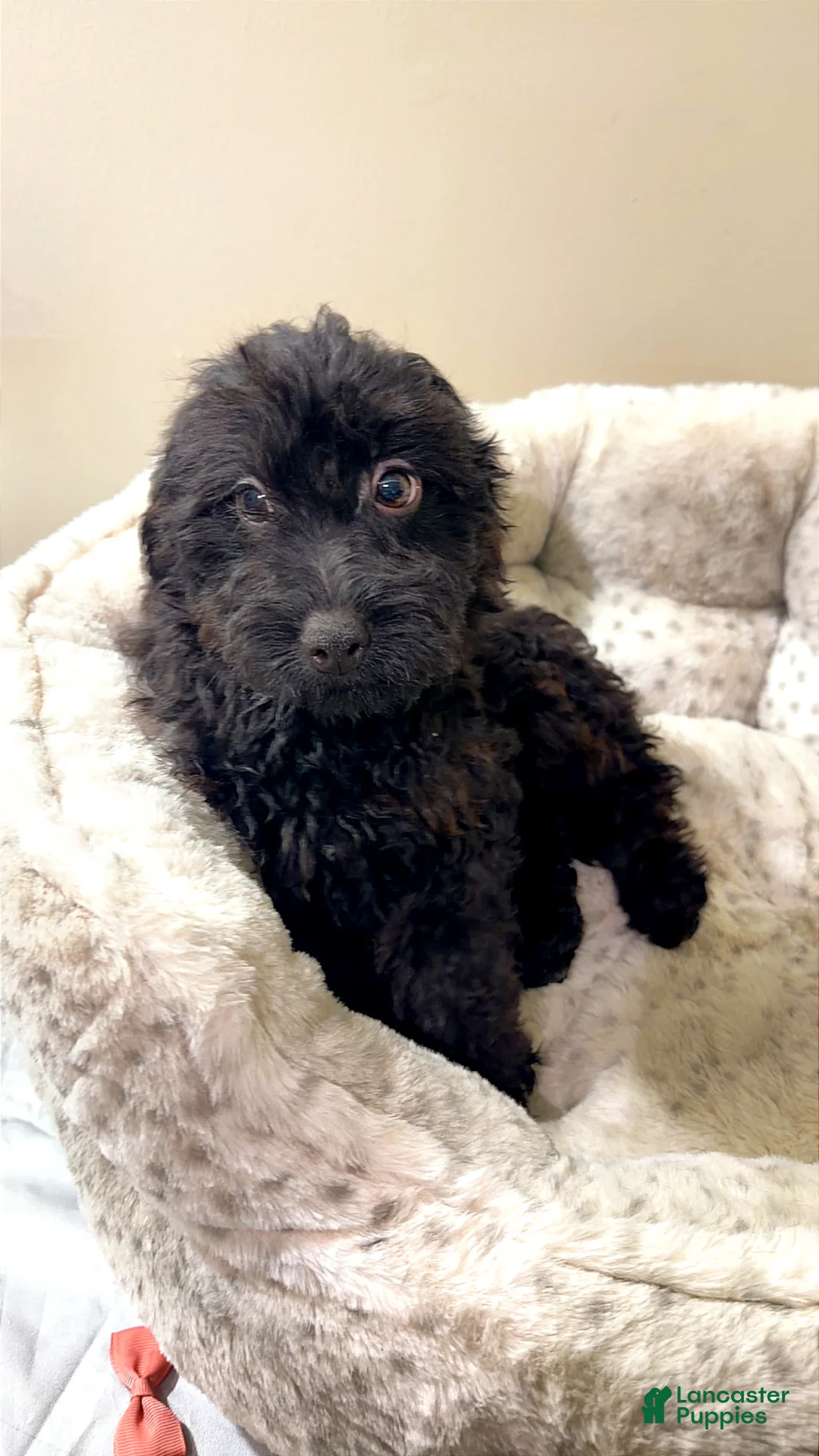 Yorkiepoo dogs for sale: Ryle - Ad 1