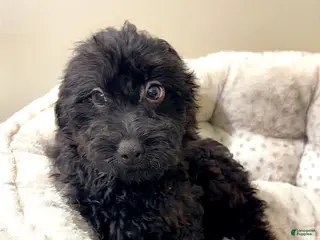 Yorkiepoo dogs Ryle - Ad 42