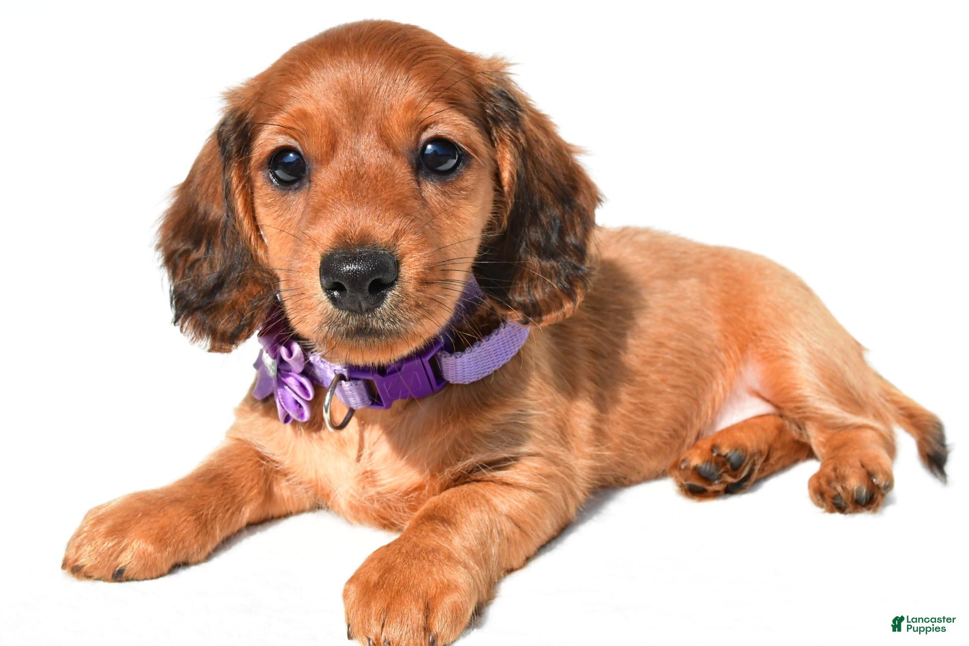 Miniature Dachshund dogs Jewel - Ad 1