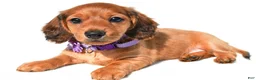 Miniature Dachshund dogs for sale: Jewel - Ad 1