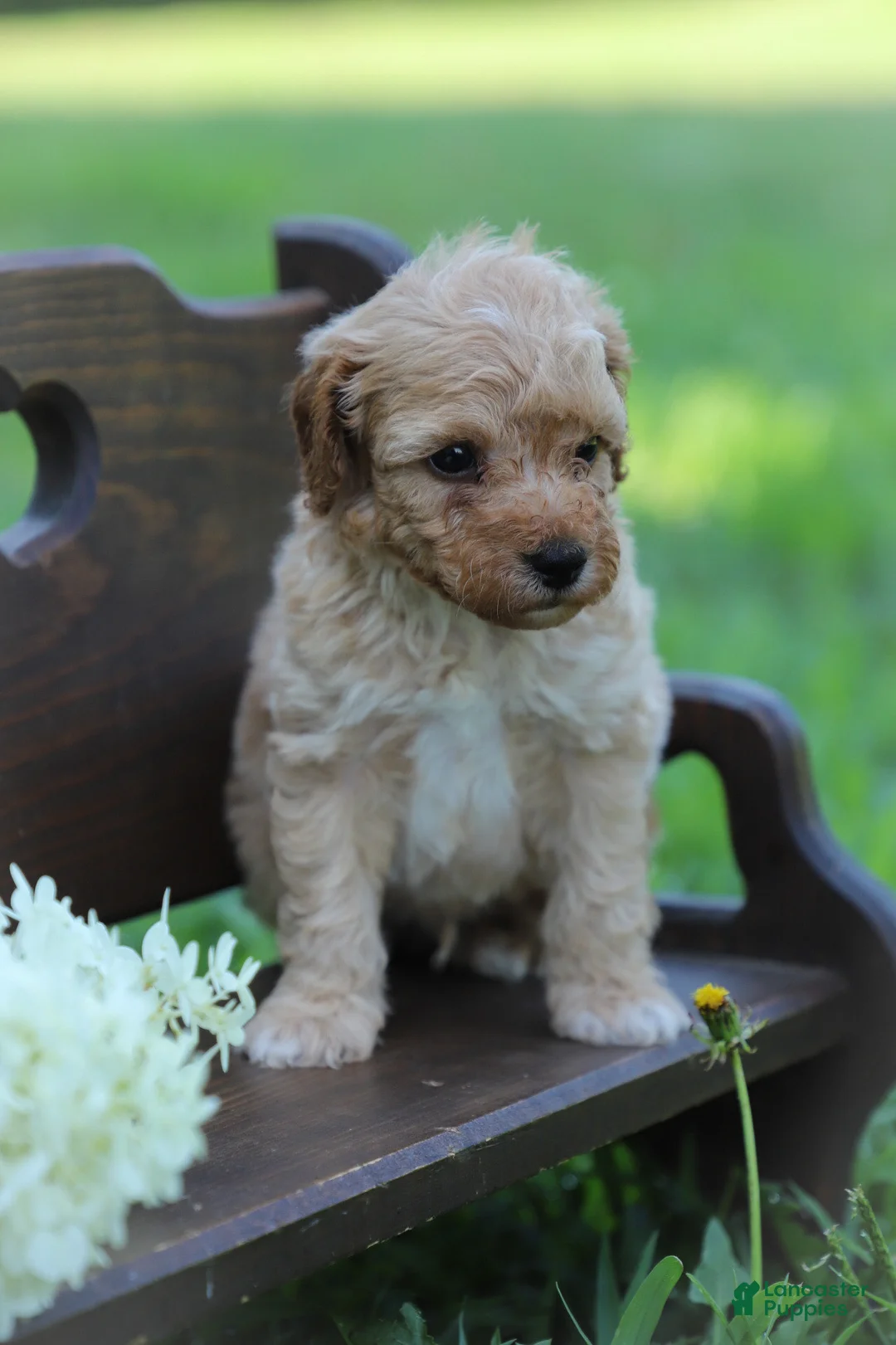 Miniature Poodle dogs for sale: Cruiser - Ad 2