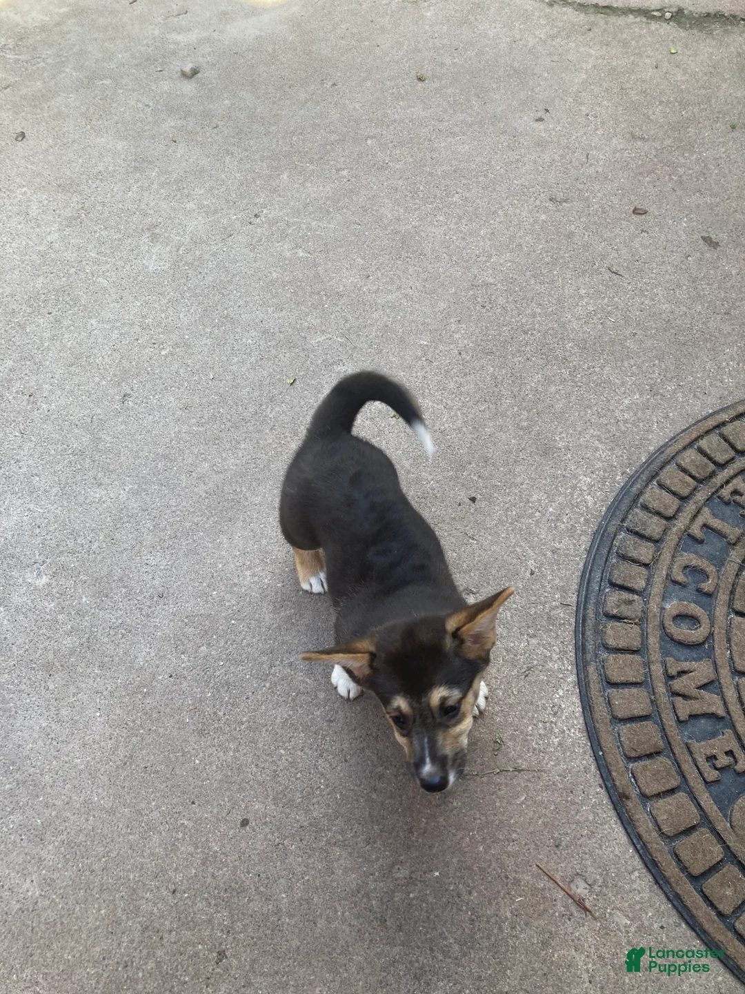 Welsh Corgi Pembroke dogs for sale: Kronk  - Ad 2
