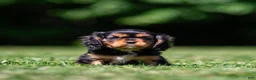 Cavalier King Charles Spaniel dogs for sale: Cavalier King Charles Spaniel 1 - Ad 4