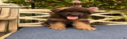 German Shepherd dogs for sale: Jasper - Ad 6