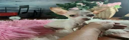 Chihuahua dogs for sale: Micro Teacup white female. Hand Delivery  - Ad 9