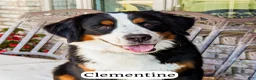 Bernedoodle dogs for sale: Wade - Ad 3