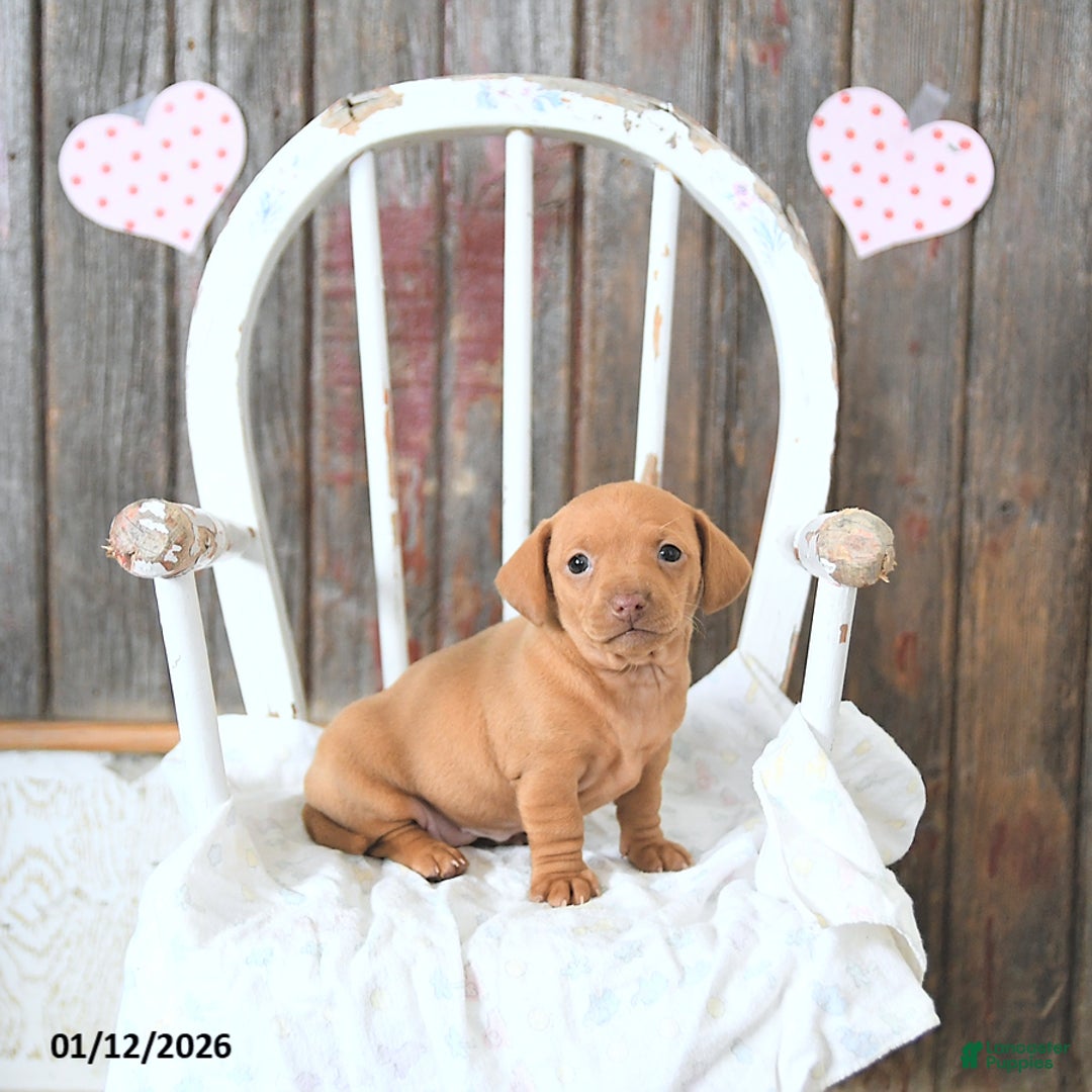 Miniature Dachshund dogs for sale: Bella   - Ad 2
