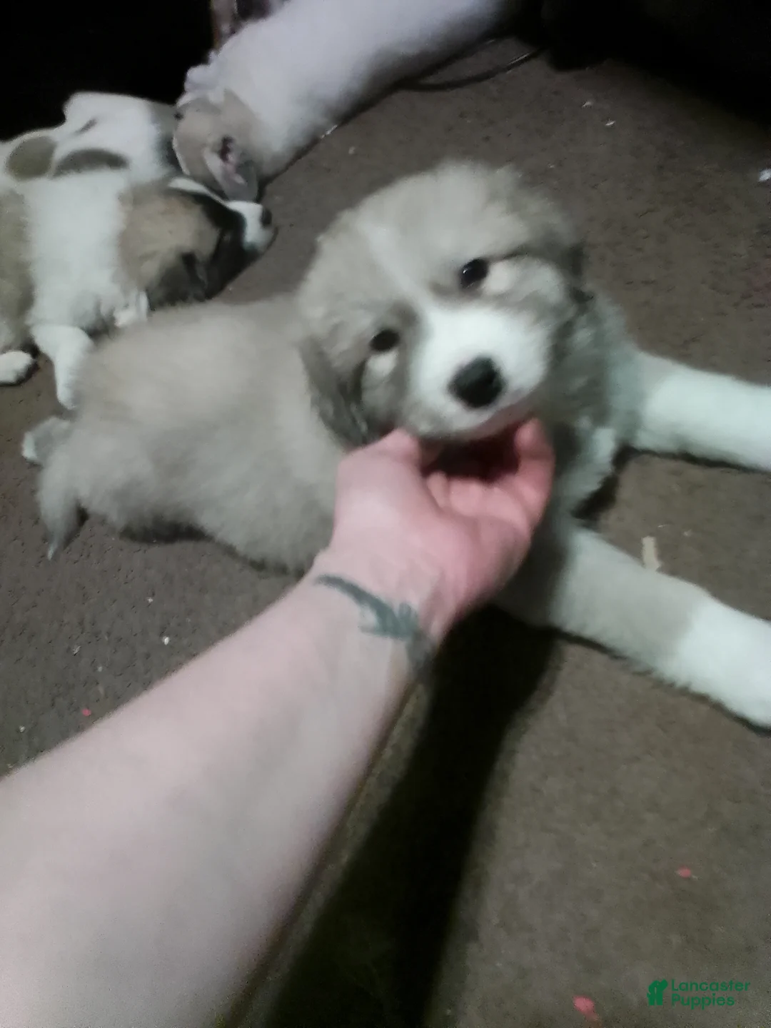 Mixed Breed dogs for sale: Rolly Polly  - Ad 5