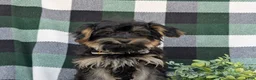 Yorkiepoo dogs for sale: Conroy - Ad 4